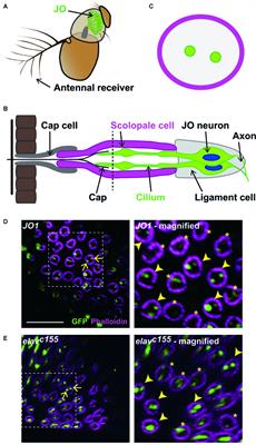 Stereotyped Combination of Hearing and Wind/Gravity-Sensing Neurons in the Johnston’s Organ of Drosophila